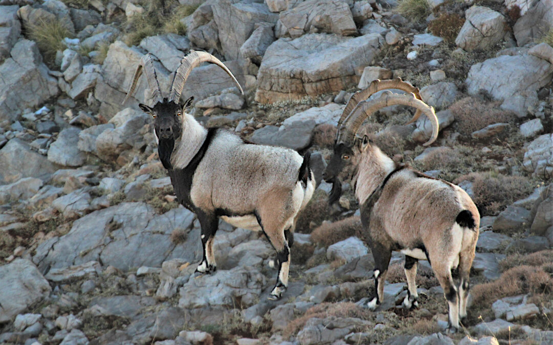 Bowhunting in Aladağlar: An Adventure in the Heart of Nature