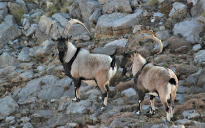 Bowhunting in Aladağlar: An Adventure in the Heart of Nature
